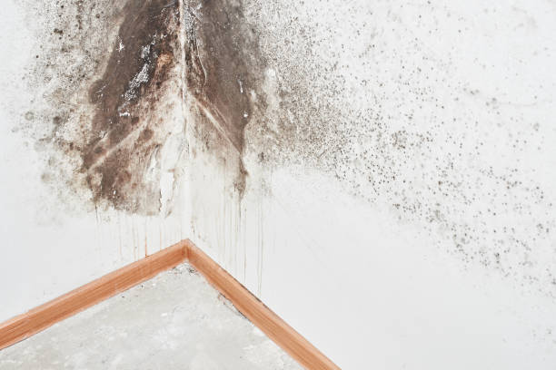 Why You Should Choose Our Mold Remediation Services in Reynolds Heights, PA